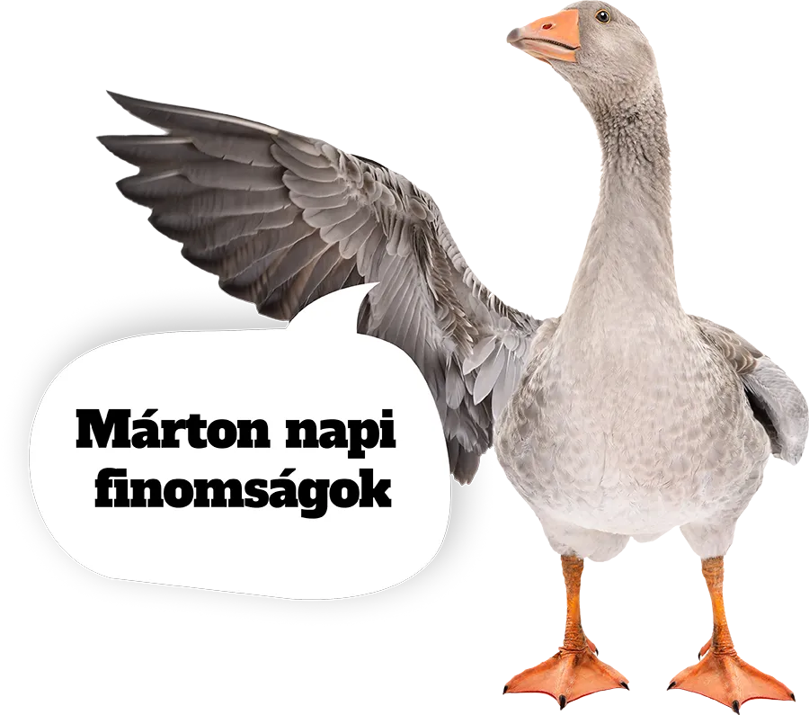 márton nap